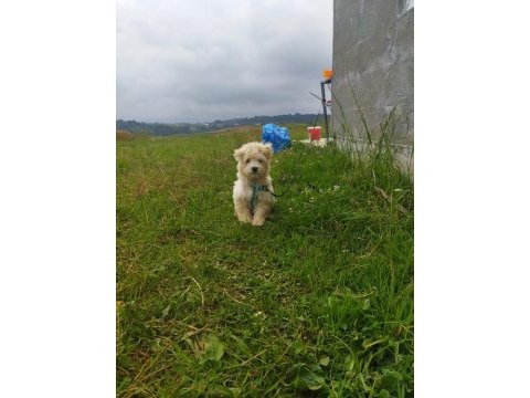 Sahibinden uyguna acil maltipoo