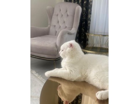 Scottish fold erkek kedime dışı kedi arıyorum