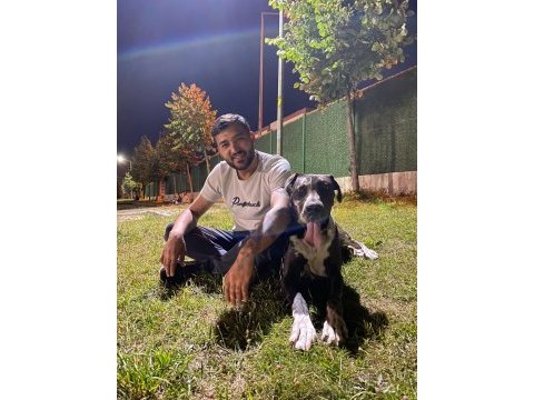 1 yaşında danua blue merle