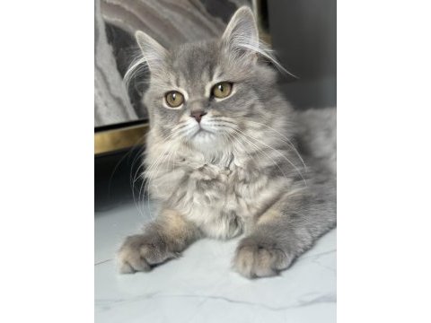 British longhair 4 aylık dişi