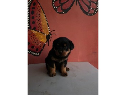 40 günlük koca kafa rottweiler yavrular