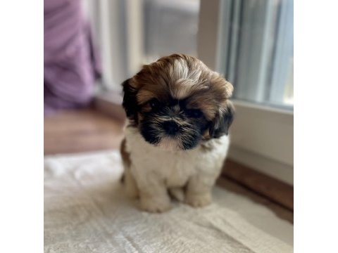 Anne altından saf kan shih tzu yavrular
