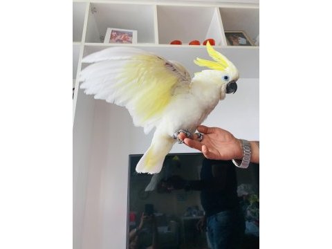 Triton sülfür kakadu yavrusu bebek papağan