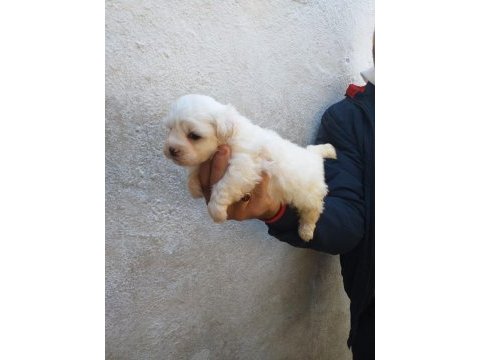 Maltese yavruları