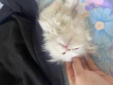 3.5 aylık erkek chinchilla yavrumuz sahiplendirilecektir