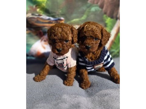 Ruhsatlı köpek çiftliğinden toypoodle yavrularımız 