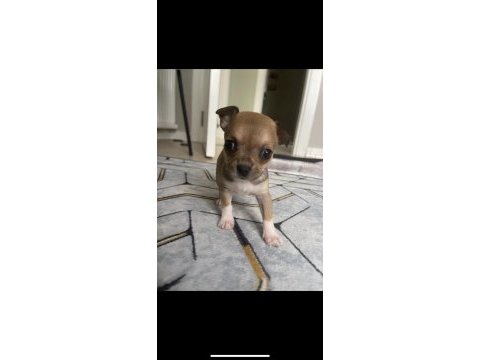 Safkan chihuahua yavrularımız