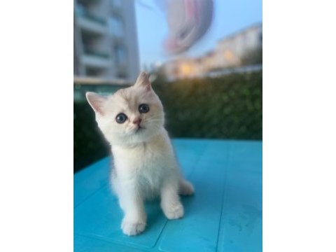 British shorthair silver point