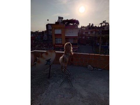 Satılık 1 yaşında çin aslanı