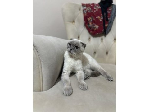 Scottish fold