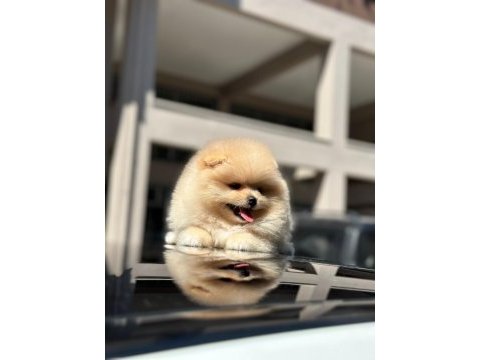 Orjinal şecereli pomeranian boo