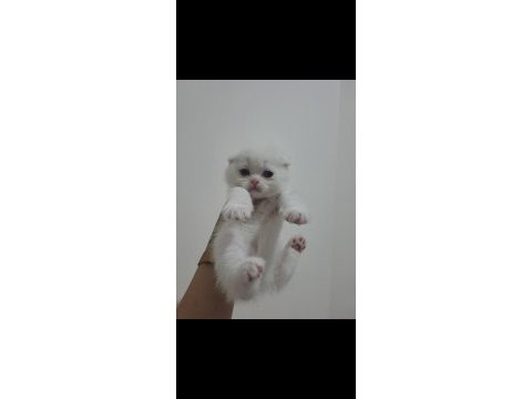 Scottish fold yavrularımız yeni yuvalarına gitmeye hazır