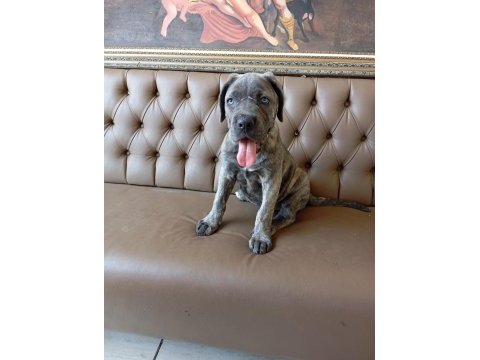 Dişi cane corso yavru