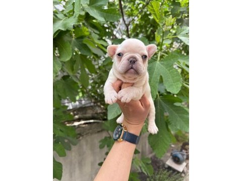 French bulldog köpekler