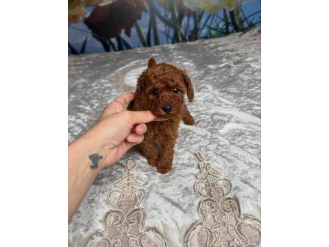 Koyu renk toy poodle yavruları 
