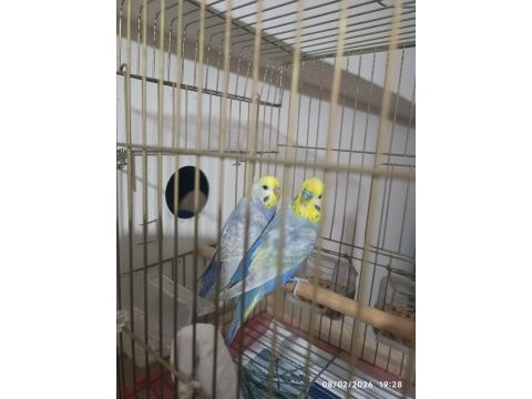 Rainbow çift muhabbet kuşu