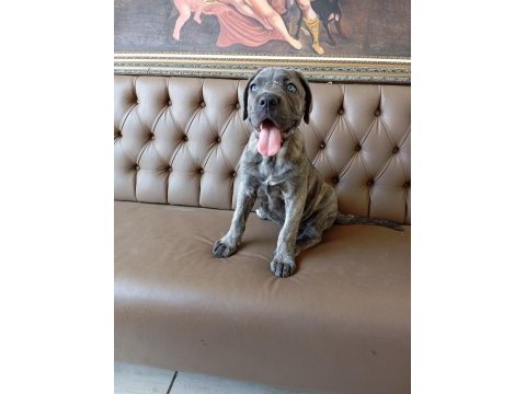 Dişi cane corso yavru