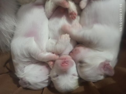 Malta terrier 0 numara kaçırmayın.