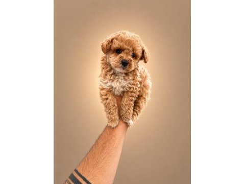 Dünya tatlısı maltipoo yavruları 