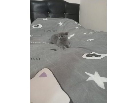 British shorthair dişi