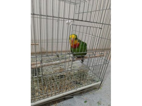 Barraband cinsi papağanımız