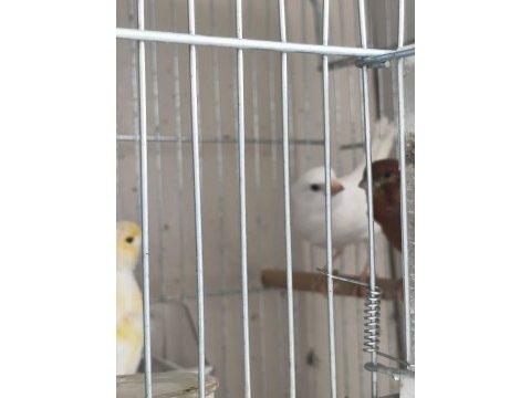 Vasıflı kanaryalar ev uretimi