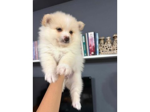 Pomeranian spitz 5 haftalık