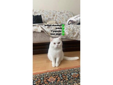 Erkek british shorthair