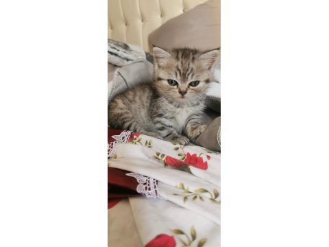 Merhaba anne british baba chinchilla yavruları var