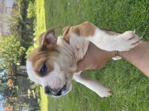 Bulldog dişi bebekler