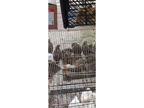 Bıldırcın yumurtası günlük ve taze