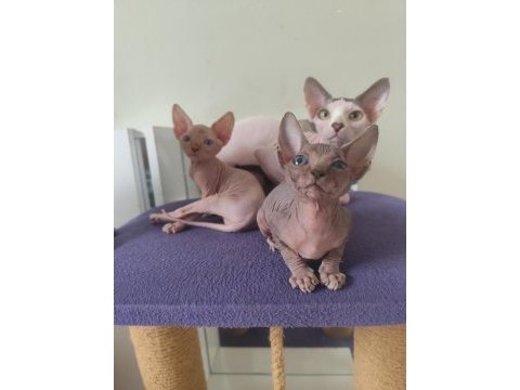 Sphynx home old eyesler