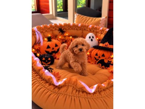 Sağlık garantili maltipoo yavrular 