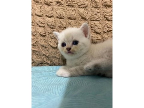 Güzel kızımız yuva arıyor scottish fold