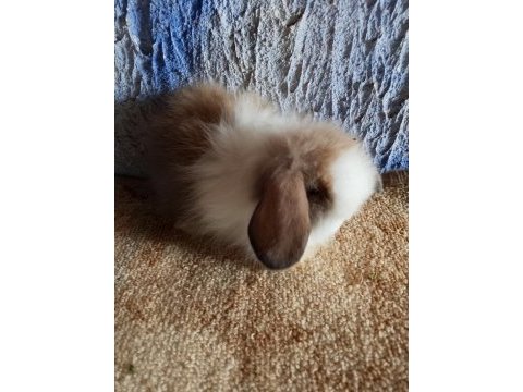 Teddy lop tavşan yavrular mavi göz