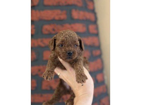 Poodle bebeklerim yeni ailelerimi arıyor