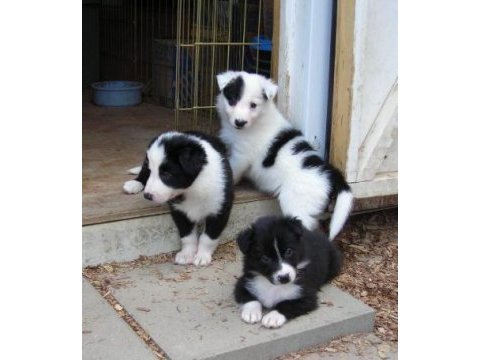 Border collie yavrularımız evinizin neşesi olacaktır