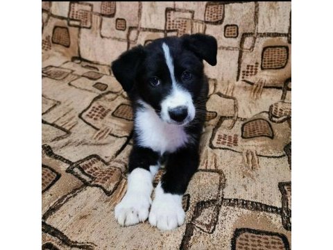2 aylık safkan border collie yavrularım