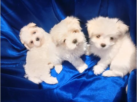 Anne baba orijinal kore kan maltese yavrular