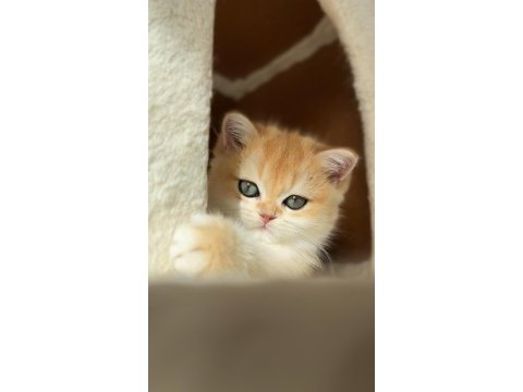 Şampiyon annenin kızı british shorthair