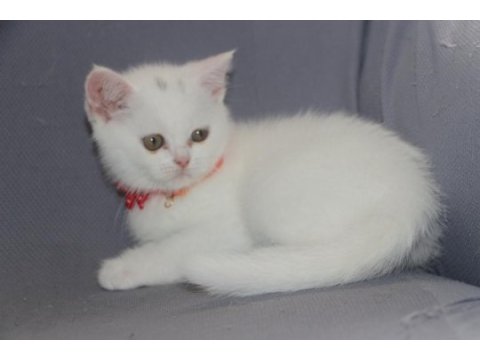 British shorthair dişi ve erkek white