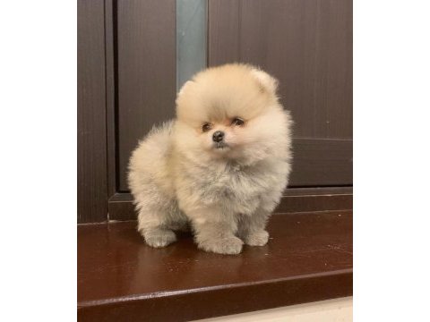 Pomeranian boo teddy