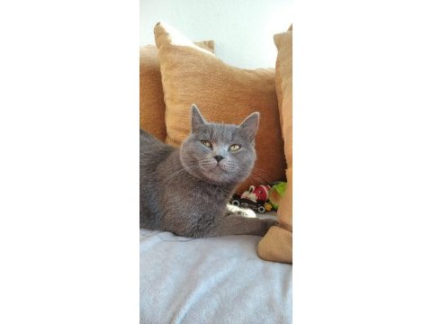 British shorthair kedisi sahiplendirme