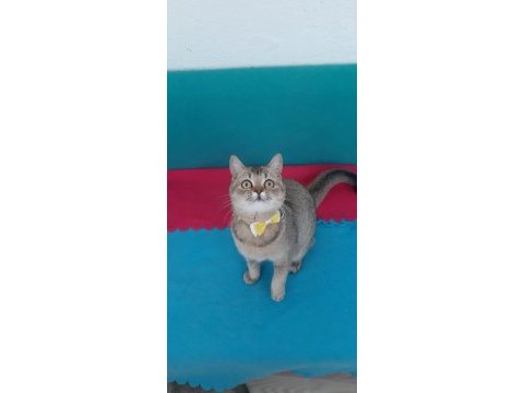 Black golden british shorthair prenses