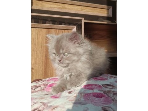 British longhair erkek yavrumuz