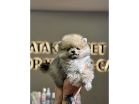 Ankara minipuppy pomeranian boo
