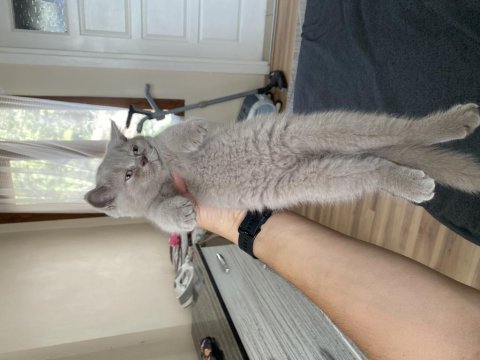 2 adet dişi a kalite yavru british shorthair