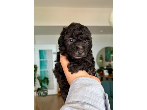 Silver toy poodle show seviye