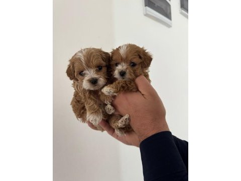 Ev üretimi gerçek teacup maltipoo