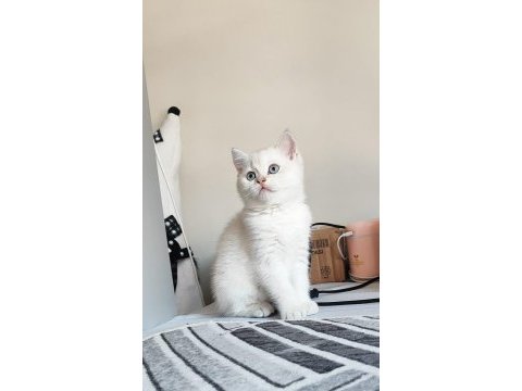 Scrli babadan safkan son dişi british shorthair bebek